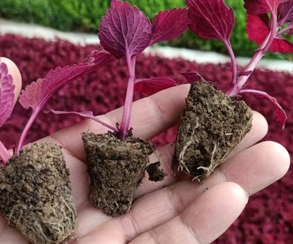 彩葉草（穴盤苗）